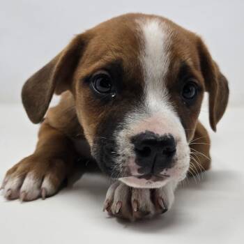 Mixed Breed Dogs Available for Adoption in Columbia, Missouri - Boggle | PetCurious