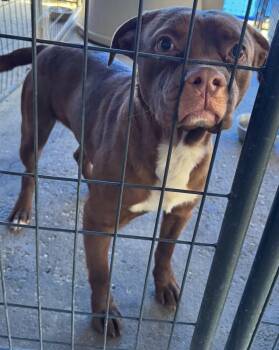 Rescue Boxer and Shar Pei Dogs for Adoption in Troy, Alabama - Muffin | PetCurious