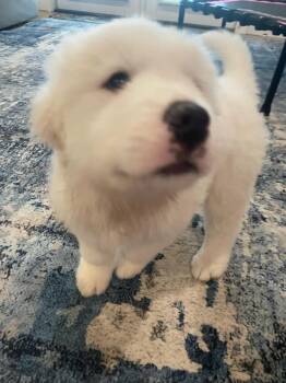 Great Pyrenees Dogs Available for Adoption in Spring, Texas - Murphy | PetCurious
