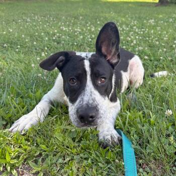 Badger -  Mixed Breed Dog for Adoption in Hendersonville, North Carolina - Badger | PetCurious