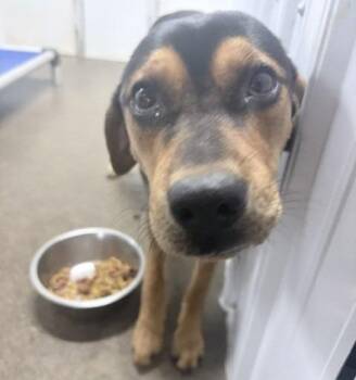 Nova -  Pug and Beagle Dog for Adoption in Ogdensburg, New York - Nova | PetCurious