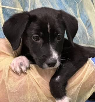 Labrador Retriever Dogs Available for Adoption - Mackerel | PetCurious