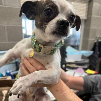 Percy -  Chihuahua Dog for Adoption in St. George, Utah - Percy | PetCurious