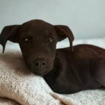 Rumble -  Labrador Retriever and Mixed Breed Dog for Adoption in Fort Collins, Colorado - Rumble | PetCurious