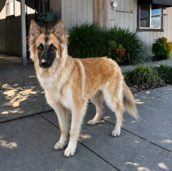 Mila -  Belgian Shepherd Tervuren Dog for Adoption in Lathrop, California - Mila | PetCurious