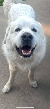 Henry -  Great Pyrenees Dog for Adoption in Ocean Springs, Mississippi - Henry | PetCurious
