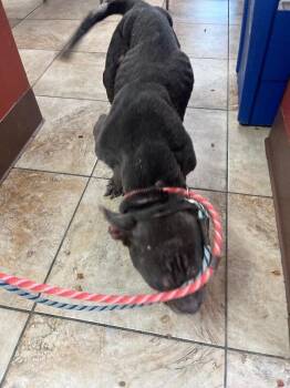 Anvail -  Mixed Breed Dog for Adoption in Cincinnati, Ohio - Anvail | PetCurious