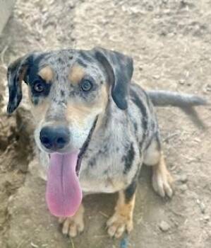 Rescue Catahoula Leopard Dog Dogs for Adoption in Manchester, Connecticut - Frankie | PetCurious