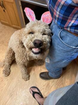 HARVEY -  Goldendoodle Dog for Adoption in Pocatello, Idaho - HARVEY | PetCurious