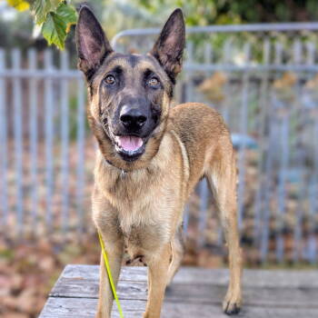 Rescue Belgian Shepherd Malinois Dogs for Adoption in Oakland, California - Tripper | PetCurious