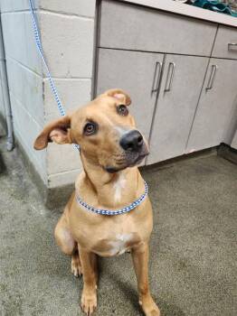 Mixed Breed Dogs Available for Adoption - BAILEE | PetCurious