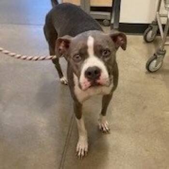 Rescue Pit Bull Terrier Dogs for Adoption in York, Pennsylvania - YORK-Stray-14370 | PetCurious