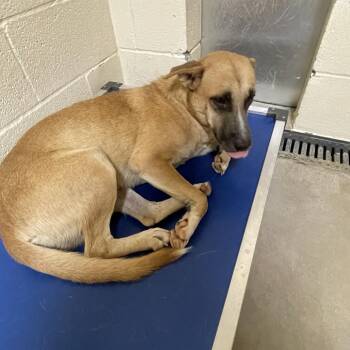 Ed -  Shepherd and Mixed Breed Dog for Adoption in Palestine, Texas - Ed | PetCurious