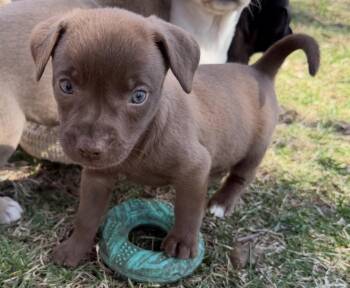 Labrador Retriever Dogs Available for Adoption - Hazel | PetCurious