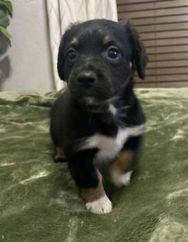 Dachshund and Shepherd Dogs Available for Adoption - Twitty | PetCurious