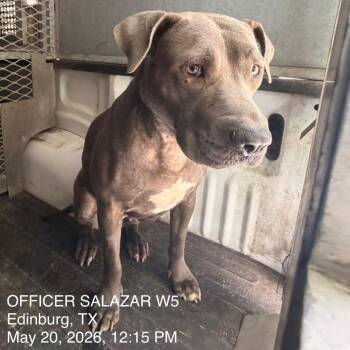 Baluga -  Pit Bull Terrier Dog Available for Adoption in Edinburg, Texas - Baluga | PetCurious