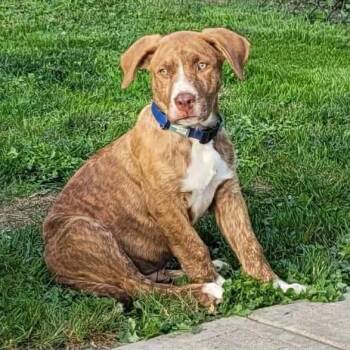 Rescue Boxer Dogs for Adoption in Abbotsford, British Columbia - Bolton | PetCurious