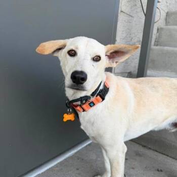 Cooper 2 -  Labrador Retriever and Mixed Breed Dog for Adoption in Bend, Oregon - Cooper 2 | PetCurious