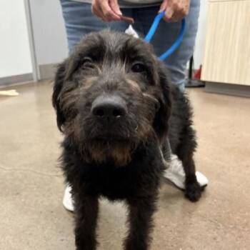 Finn -  Wheaten Terrier and Mixed Breed Dog for Adoption in East Brookfield, Massachusetts - Finn | PetCurious