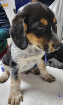 Yellow -  Australian Cattle Dog Blue Heeler and Beagle Dog for Adoption in Portage, Wisconsin - Yellow | PetCurious