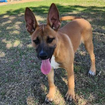 Shepherd Dogs Available for Adoption in Austin, Texas - Flo FJ | PetCurious
