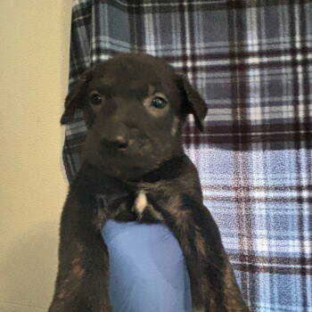 Rescue Pit Bull Terrier Dogs for Adoption in Dallas, Texas - Jasper | PetCurious