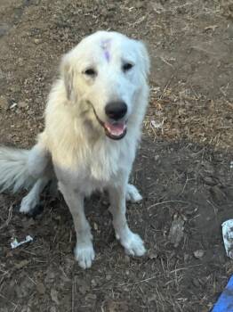 Rory- Mom to 6 pups -  Great Pyrenees Dog for Adoption in Quinlan, Texas - Rory- Mom To 6 Pups | PetCurious