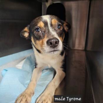 Rescue Mixed Breed Dogs for Adoption in Mount Vernon, Arkansas - Tyrone | PetCurious