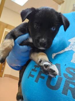 Lenox -  Chihuahua and Shepherd Dog for Adoption in Kennewick, Washington - Lenox | PetCurious