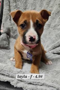 Boxer Dogs Available for Adoption - Laila | PetCurious