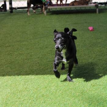 Rescue Chihuahua Dogs for Adoption in Humacao, Humacao - Molly | PetCurious