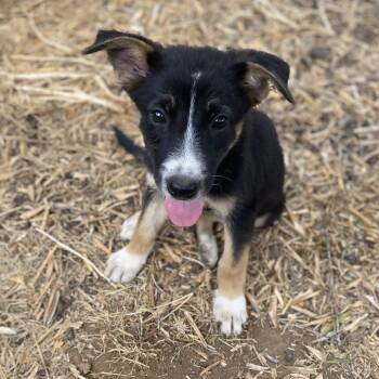 Divot -  Shepherd and Terrier Dog for Adoption in Escondido, California - Divot | PetCurious