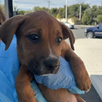 Mittens -  American Staffordshire Terrier and Cattle Dog Dog for Adoption in Walnut Creek, California - Mittens | PetCurious