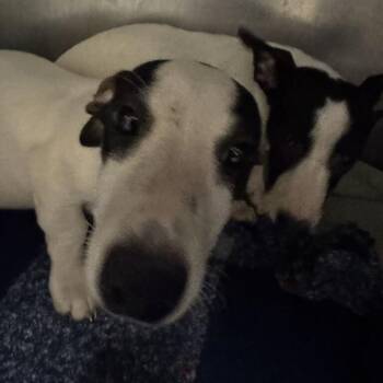Beanee Weenee -  Mixed Breed Dog for Adoption in Asheville, North Carolina - Beanee Weenee | PetCurious