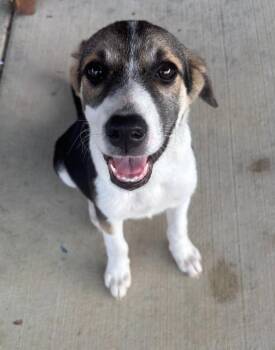 Starla -  Hound and Beagle Dog for Adoption in Lawrenceburg, Tennessee - Starla | PetCurious