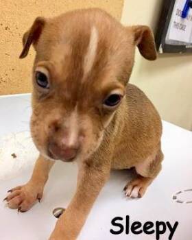 Angel -  Terrier and Hound Dog for Adoption in Palm Coast, Florida - Angel | PetCurious