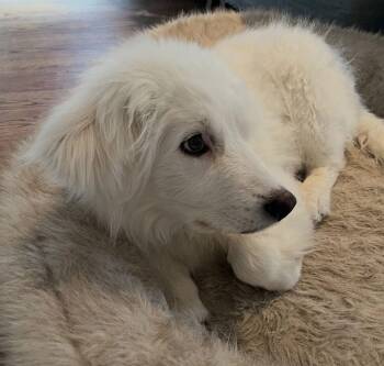 Great Pyrenees Dogs Available for Adoption - Odin | PetCurious