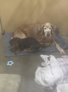 Rescue Dachshund Dogs for Adoption in Sanger, Texas - Jezebel (temporary Foster Needed Only, Bonded To Lucy) | PetCurious
