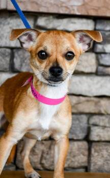 Chihuahua and Mixed Breed Dogs Available for Adoption in Yakima, Washington - Loona | PetCurious