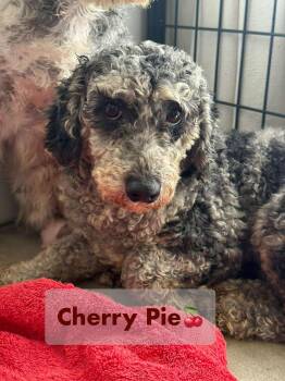 Rescue Poodle Dogs for Adoption in Archbold, Ohio - Cherry Pie | PetCurious