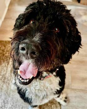 Marcus -  Bernese Mountain Dog and Standard Poodle Dog for Adoption in Grand Bay, Alabama - Marcus | PetCurious