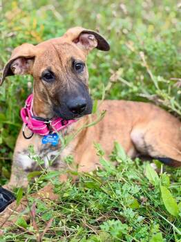 Maple -  Shepherd Dog for Adoption in Springville, New York - Maple | PetCurious
