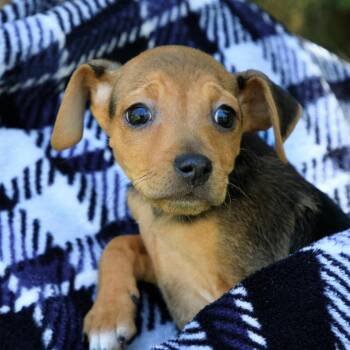 Miniature Pinscher Dogs Available for Adoption in Versailles, Kentucky - Leon | PetCurious