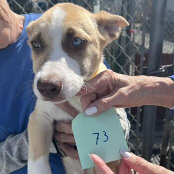Jasper -  Mixed Breed Dog for Adoption in Medford, Oregon - Jasper | PetCurious