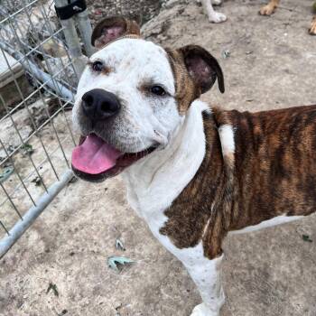 Sarge -  American Bulldog Dog for Adoption in Andover, Massachusetts - Sarge | PetCurious