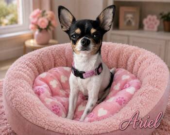 Ariel - -  Chihuahua Dog for Adoption in Citrus Heights, California - Ariel - | PetCurious