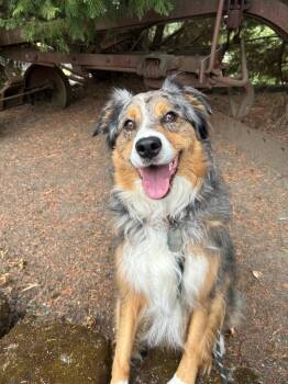 Skye -  Australian Shepherd Dog for Adoption in St. Helens, Oregon - Skye | PetCurious