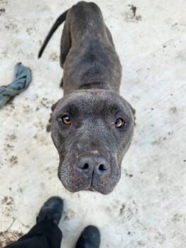 American Staffordshire Terrier Dogs Available for Adoption in San Antonio, Texas - FREYA | PetCurious