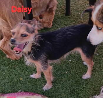 Allie Daisy -  Yorkshire Terrier and Chihuahua Dog for Adoption in Fort Lupton, Colorado - Allie Daisy | PetCurious