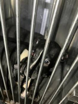 Mixed Breed Dogs Available for Adoption - HYACINTH | PetCurious